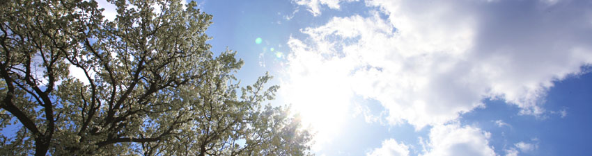 trees and clouds